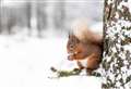 Moray remains a safe haven for red squirrels