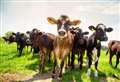Walkers warned of livestock dangers during summer