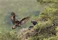 Golden eagles breed at site run by Moray-based conservationists