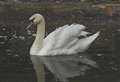 SSPCA warn against attempting to rescue swans stuck in ice