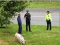 Runaway pig stops in Forres