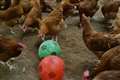 David Peckham! Chickens given footballs during bird flu lockdown