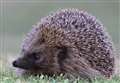 Hedgehogs need a helping hand from humans
