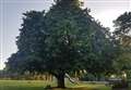 Nominations for tree of the year open