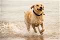 International Dog Day: Labrador most popular pooch on Facebook