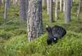 Extra measures needed to save Capercaillie