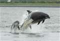 New marina on Moray Firth 'unlikely to harm dolphins'