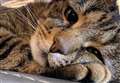 'Purrfect' forever home in Forres for terrified stray cat