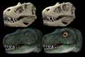 Dinosaurs evolved different eye socket shapes to allow stronger bites – study