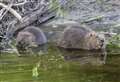 Cairngorms National Park gets licence to reintroduce beavers to Upper Spey after 400 years
