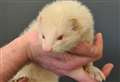 Barry hoping to ferret out forever home