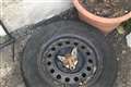 RSPCA issues warning after four fox cubs get stuck in old car wheels
