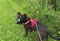 Cute Staffy hopes to Max out on forever home comforts