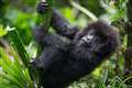 Mountain gorillas born in Rwanda being named in annual ceremony