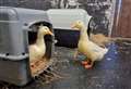 Duo going 'quackers' to find their forever home