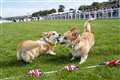 Distant cousin of Queen’s corgis to take part in dog derby