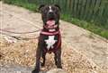 Max desperate to find loving forever home