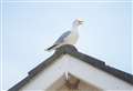 YOUR VIEWS: Seagulls in Moray