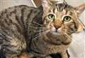 Top Cat Rhodes steals hearts in search for forever home