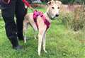 Lurcher Xena aims to zoom to new life