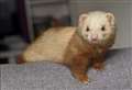 Help Bumble ferret out his forever home!