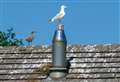 Councillor calls for gull prevention