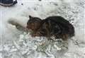 Sad end as rescued wildcat kit loses fight for life