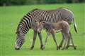 Zoo’s zebras, giraffes and antelopes to get diet boost with new grass meadows