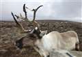 A reindeer encounter of a lifetime