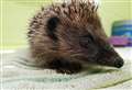 Hedgehogs head for the wild after stay with SSPCA