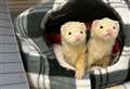 Pals eager to ferret out their forever home