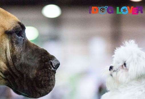 The Dog Lovers Show will come to P&J Live on Saturday, March 26 and Sunday, March 27, 2022.