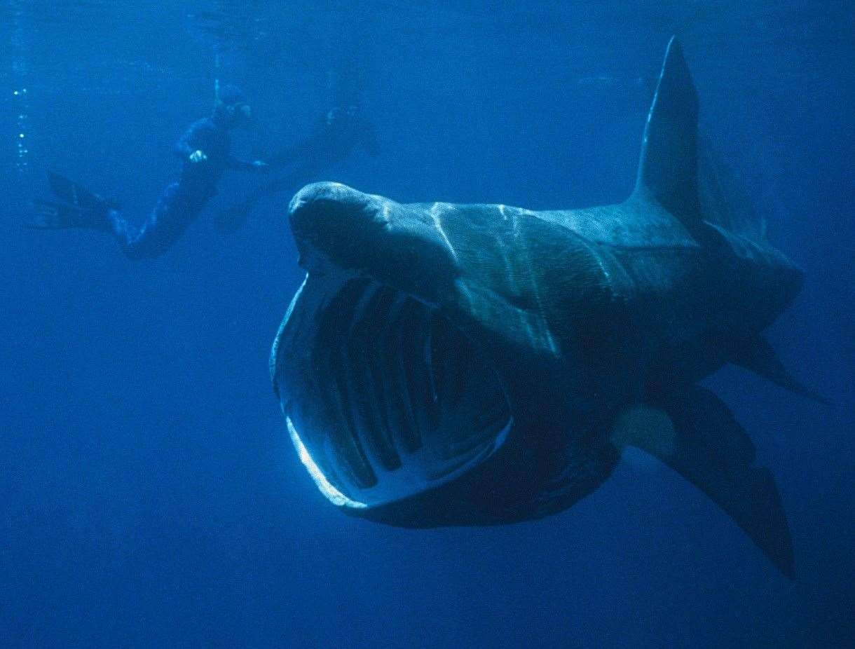 A stock picture of a basking shark viewed underwater.