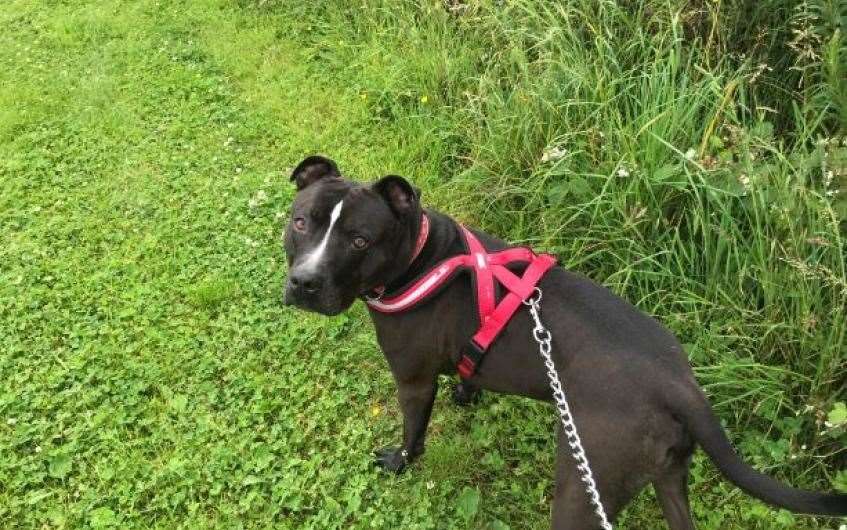 Cute Staffy Max is on the hunt for a new home.