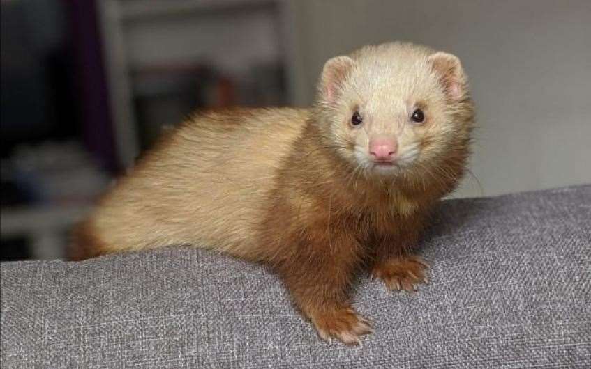 Bumble the ferret would love to find his forever home.