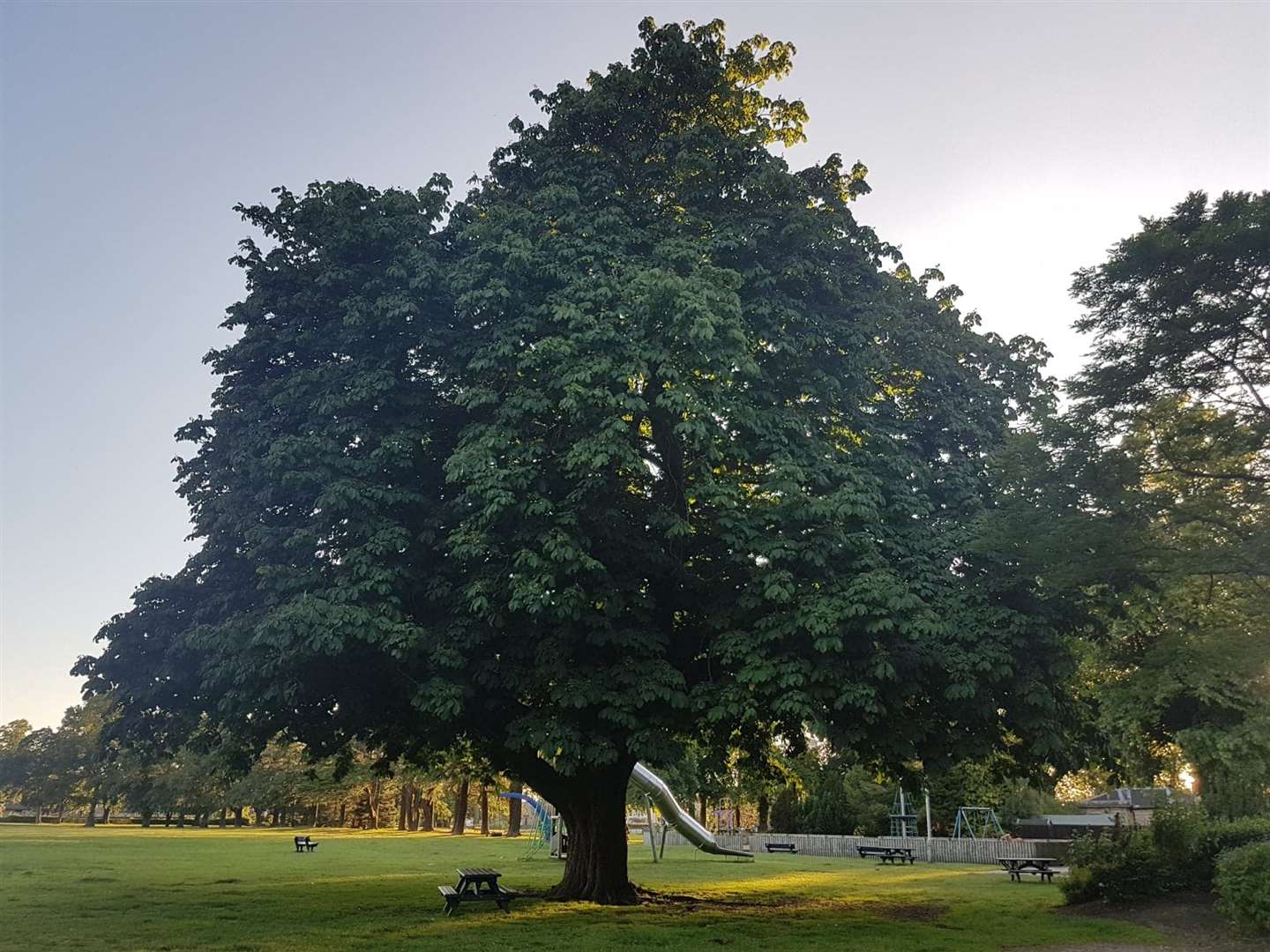 One of Grant Park's many impressive trees, a horse chestnut.