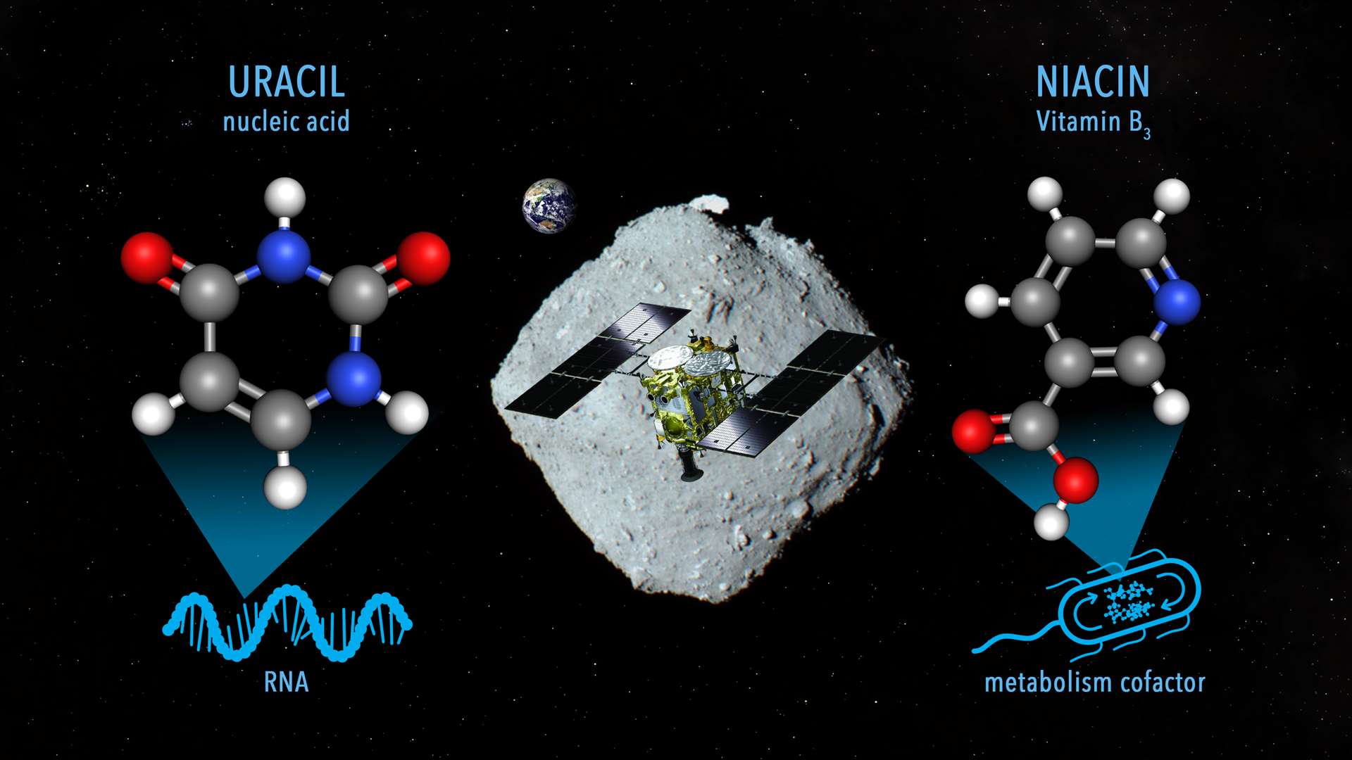 Sampling materials containing uracil and vitamin B3 on the asteroid Ryugu by the Hayabusa2 spacecraft (Nasa Goddard/JAXA/Dan Gallagher/PA)