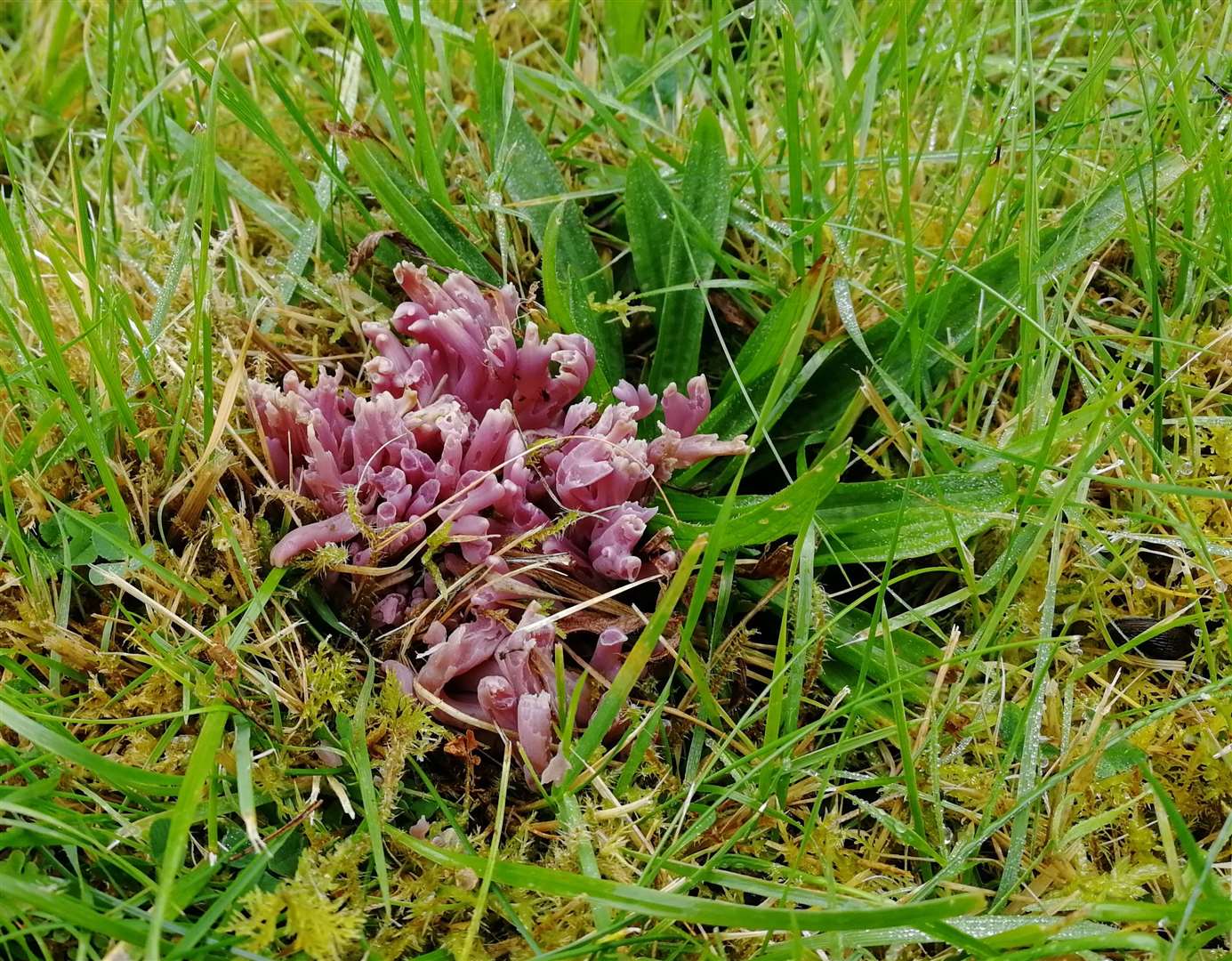 The colourful Violet Coral fungus was found on grasslands at two Munros (Plantlife/PA)