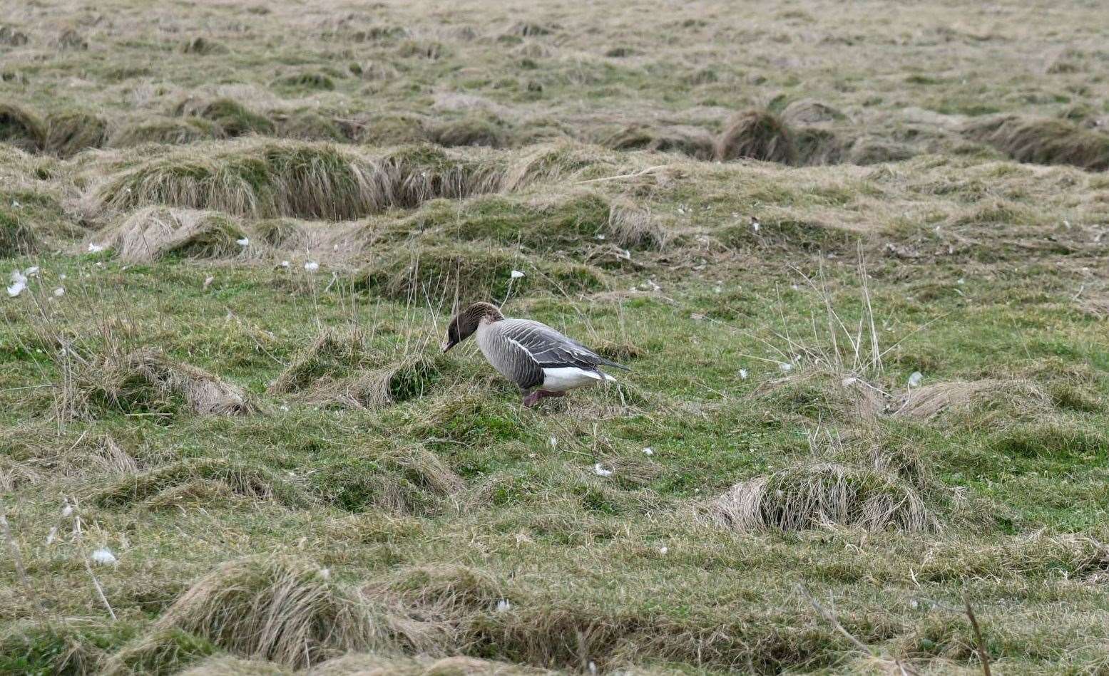 A lone goose with signs of bird flu. Picture: Becky Saunderson.