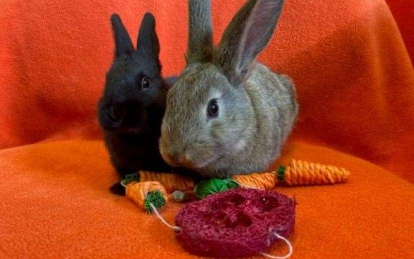 Blueberry (left) and Kiwi and just two rabbits of nearly 2000 currently in the care of the Scottish SPCA. Picture: Scottish SPCA