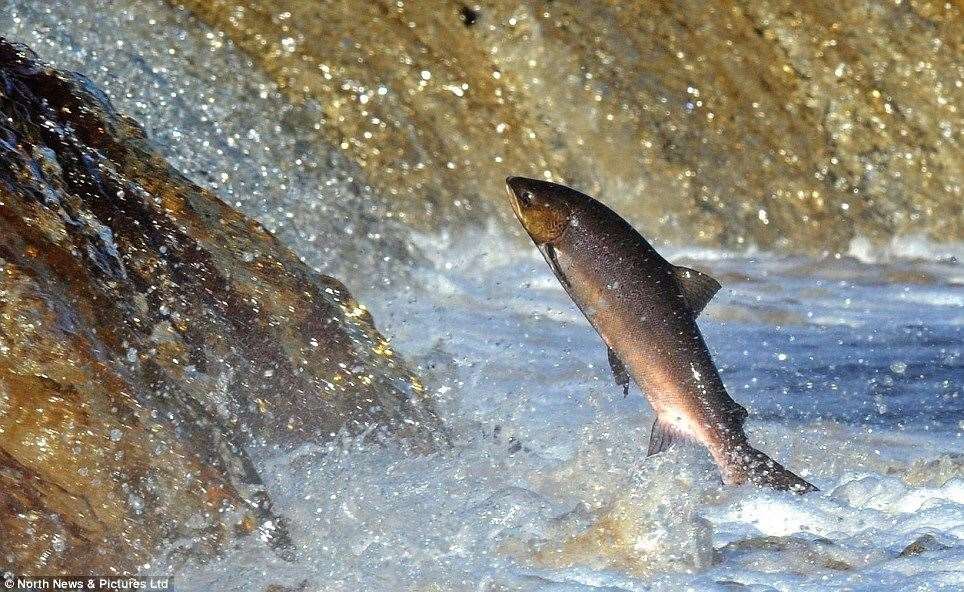 A salmon heading upriver to spawn.