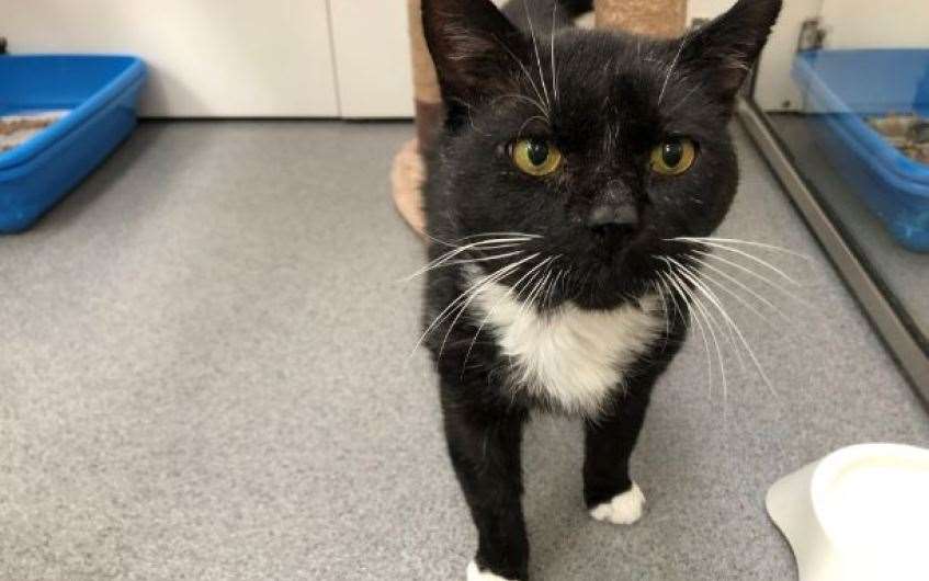 Ex-stray Archie would love to find a home to call his own.