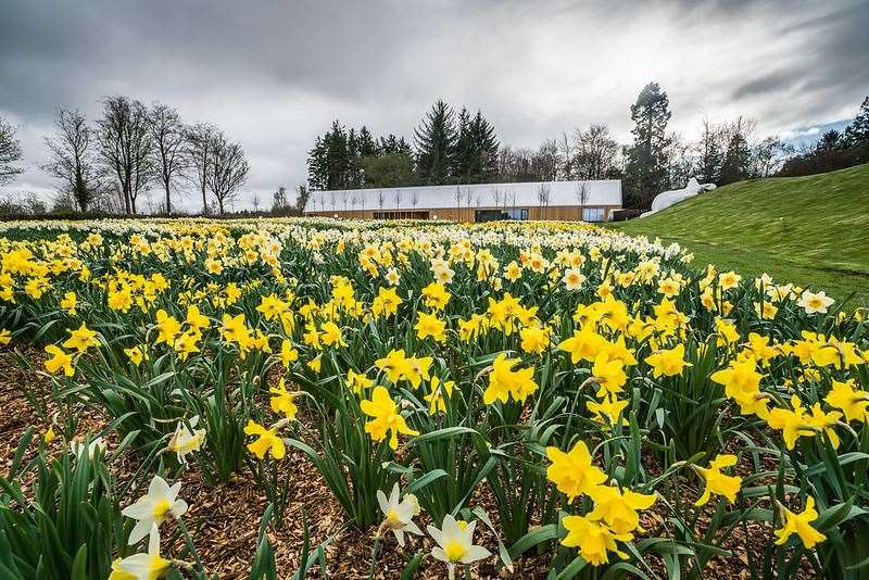 There is plenty to see at Brodie Castle this weekend including the huge collection of various kinds of daffodil.