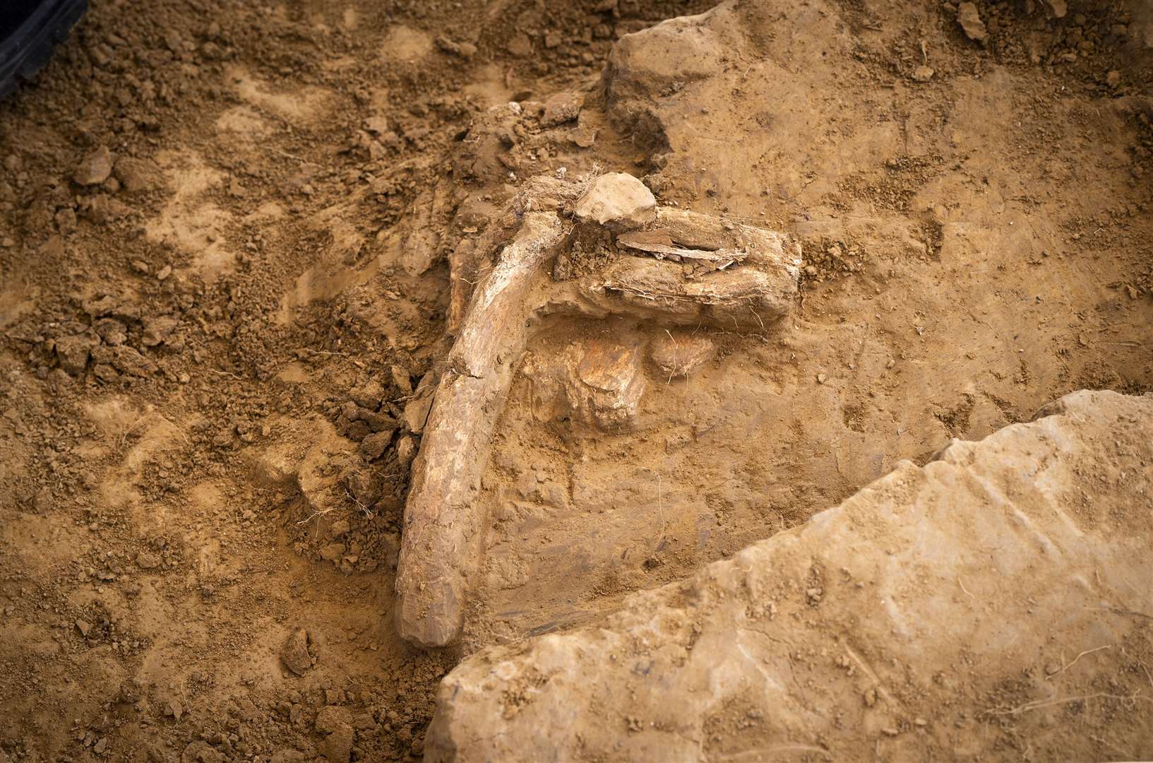 Bones discovered at Mont-Saint-Jean farm (Chris Van Houts/Waterloo Uncovered)