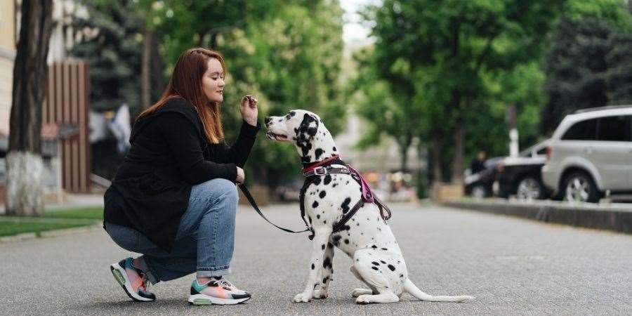 Training your dog to stop and wait near roads will help keep them safe. Picture: PDSA