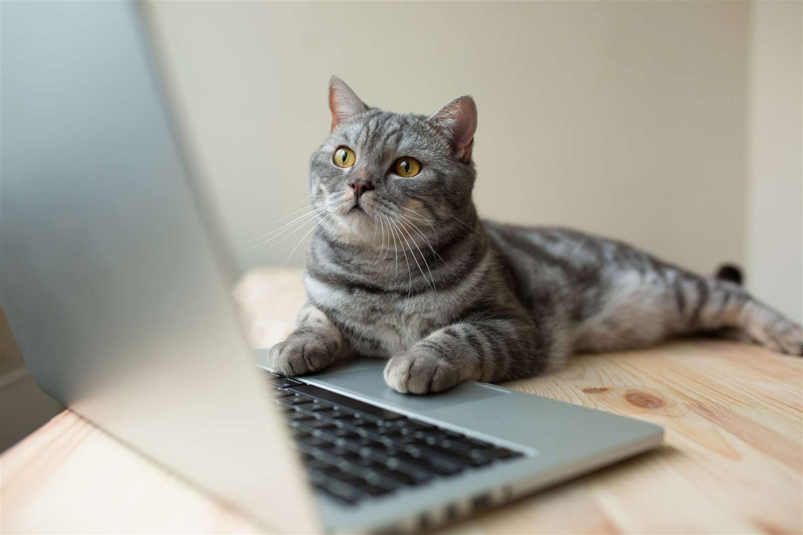 Pets helping us work from home Picture: Adobe
