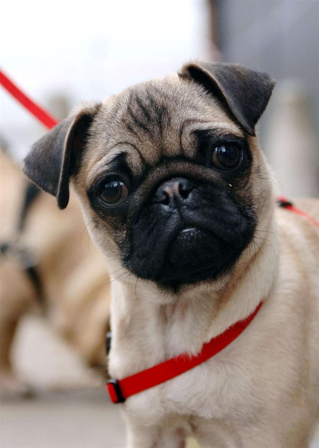 From 2005 to 2017 there was a five five-fold increase in Kennel Club registrations of pugs (Clara Molden/PA)