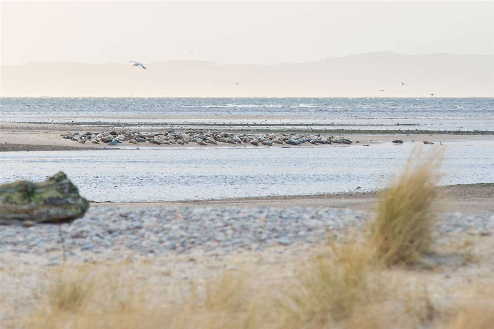 Seals gather during low tide at Findhorn Bay and Culbin beach. Picture: Daniel Forsyth