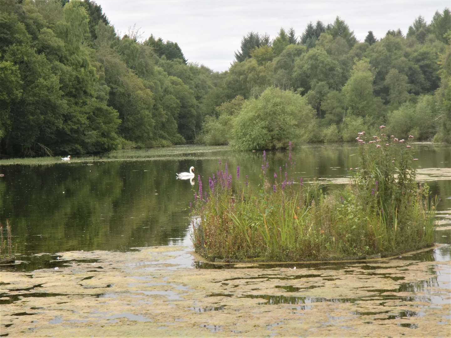 Swans on Brodie Castle pond.