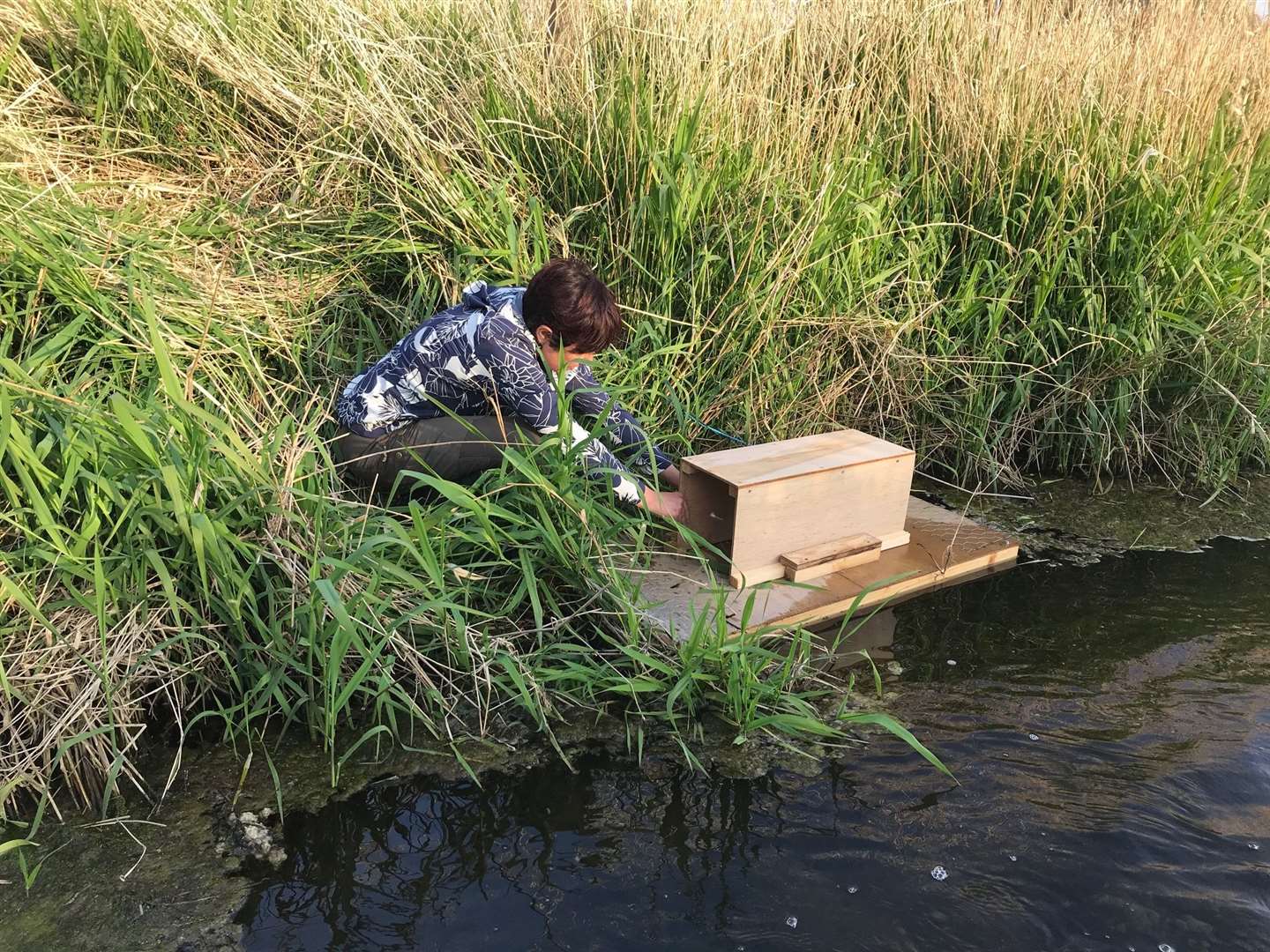 A Scottish Invasive Species Initiative mink-monitoring raft being set by a young volunteer.